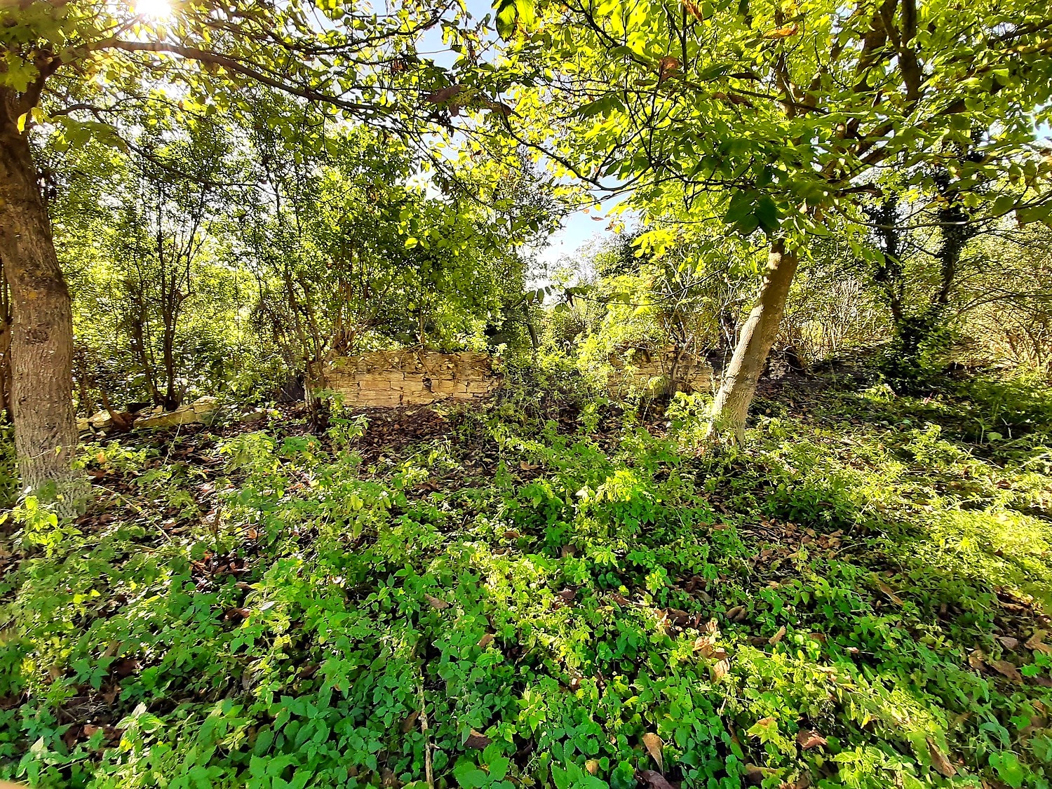 outside, green area, garden