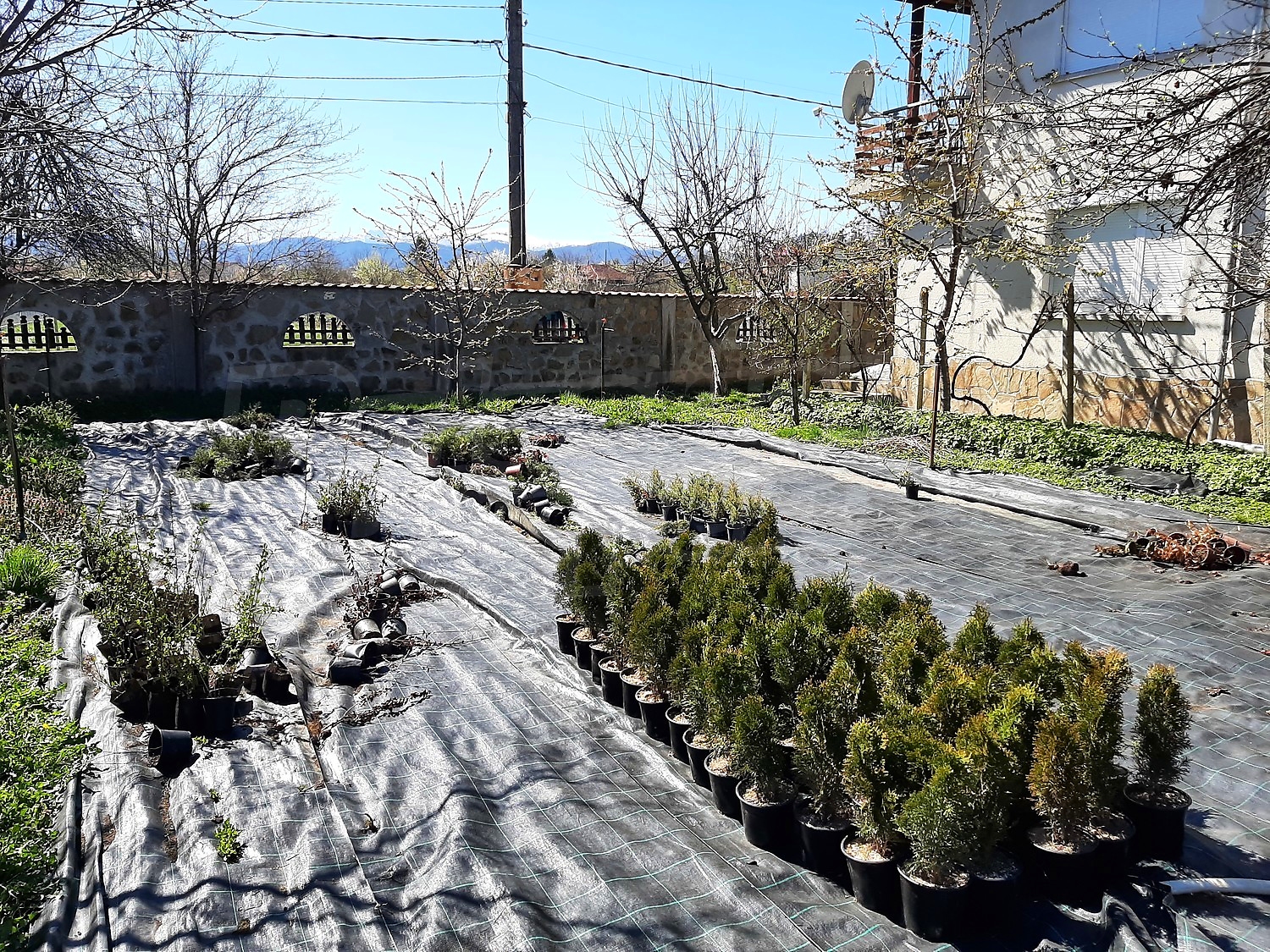 outside, garden