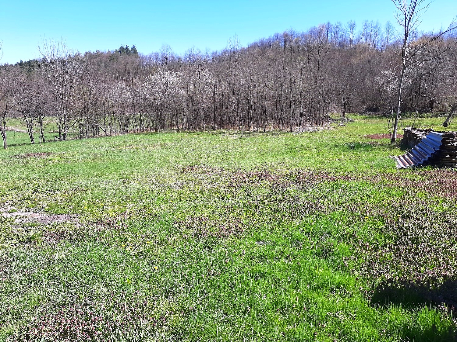 outside, green area