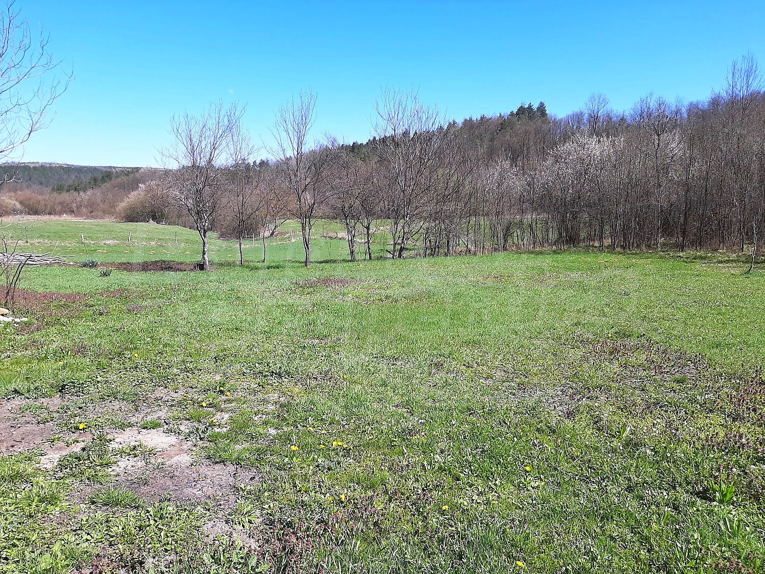 outside, green area