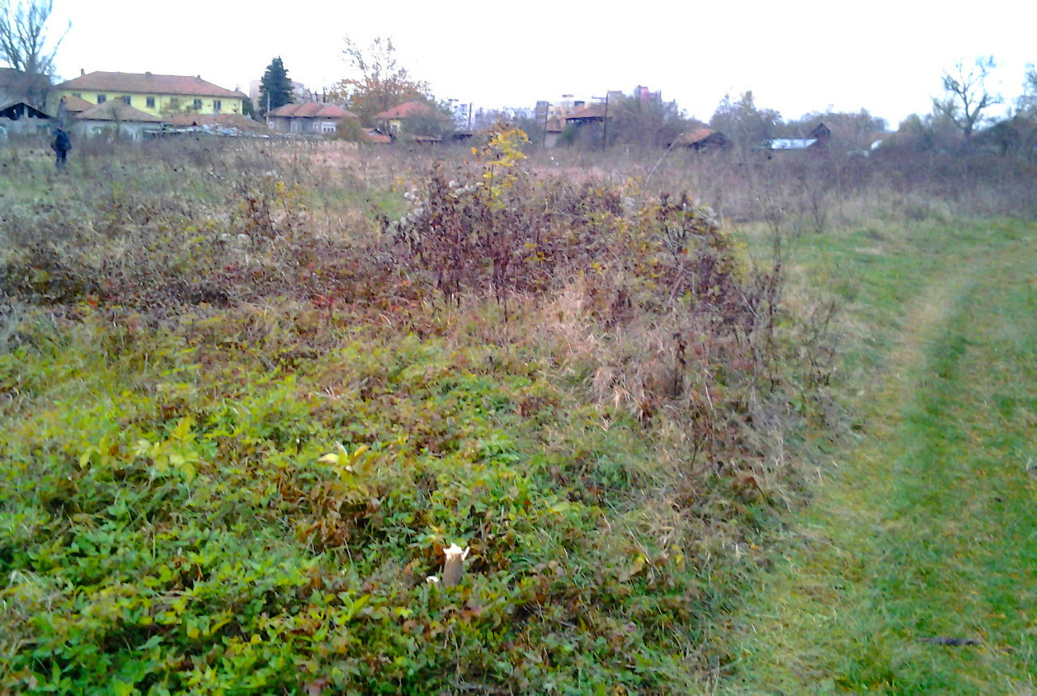 outside, green area