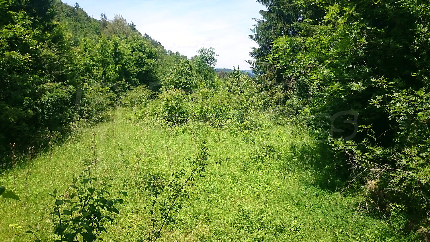 outside, green area