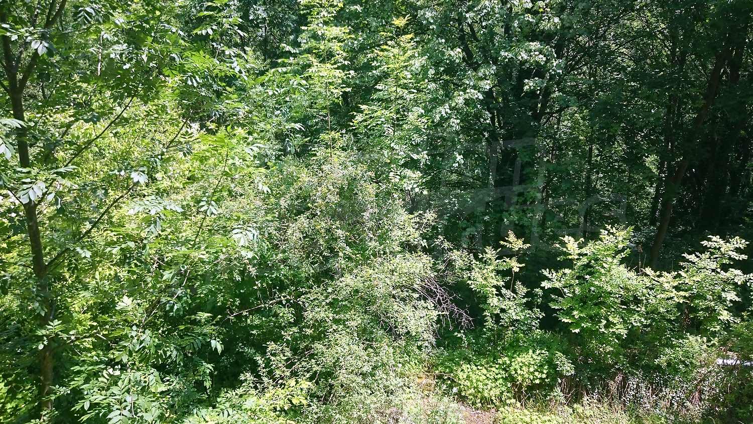 green area, outside
