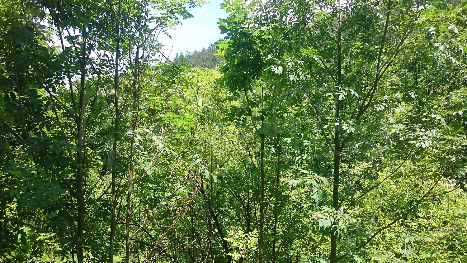 outside, green area
