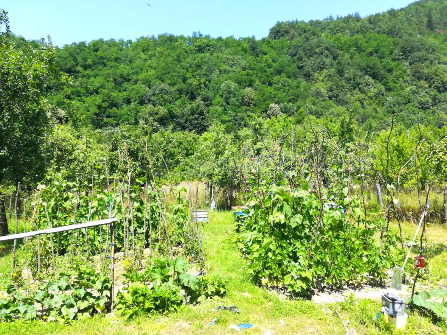 outside, garden, green area