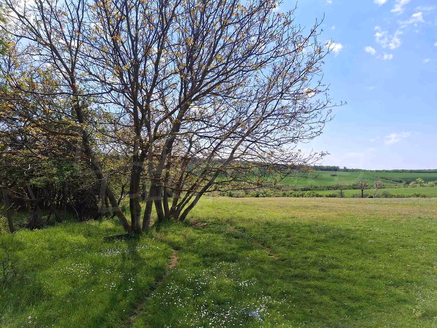 outside, green area