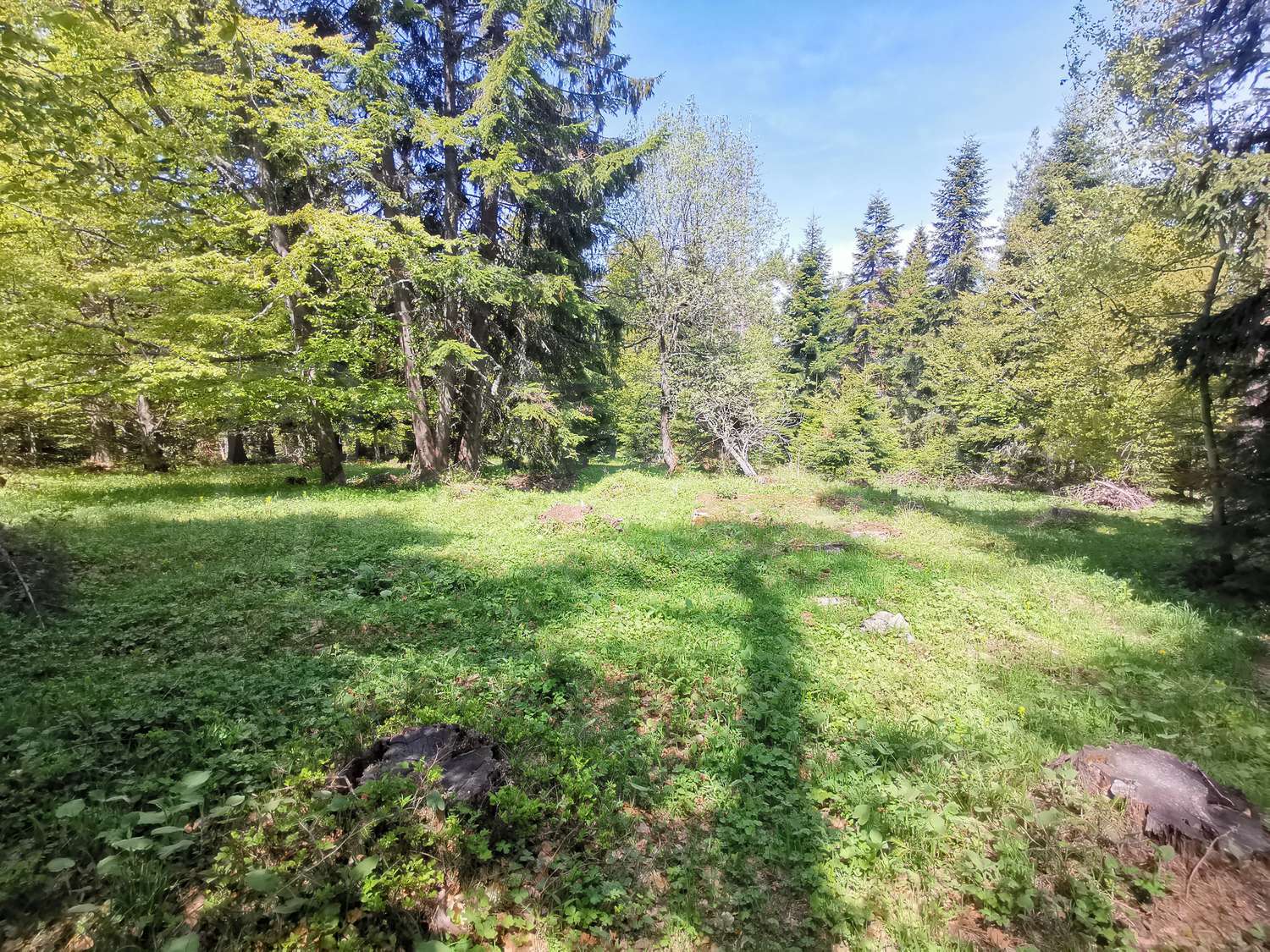 outside, green area