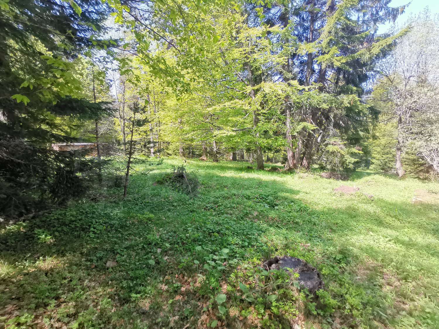 outside, green area