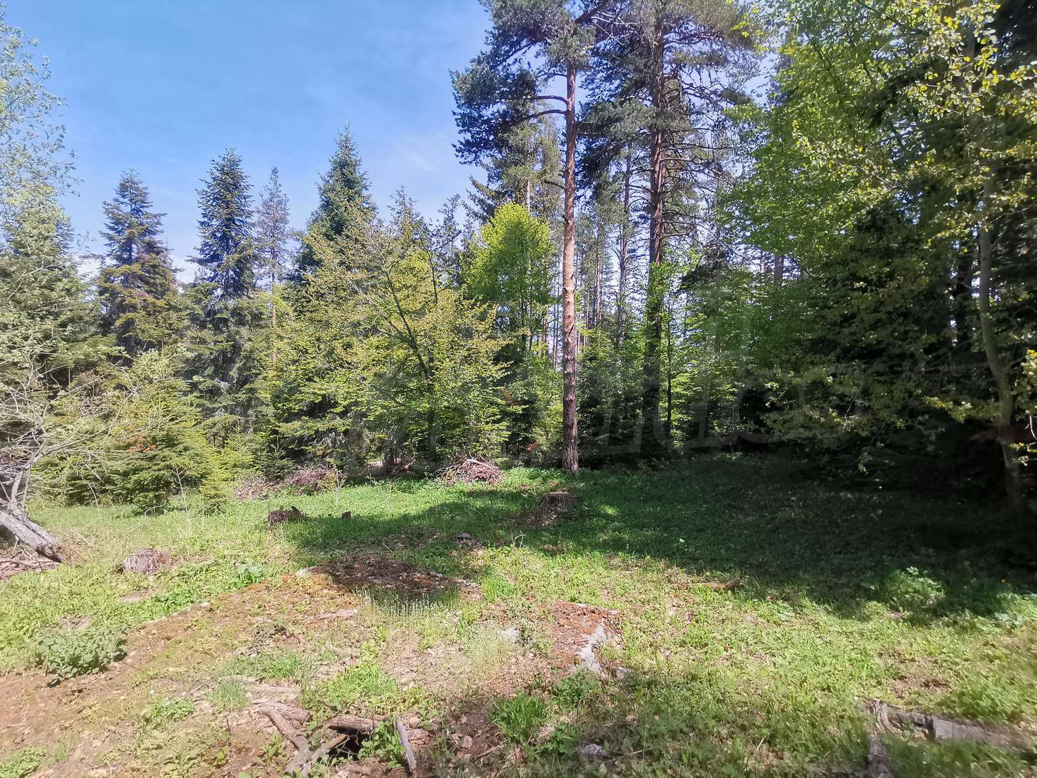 outside, green area