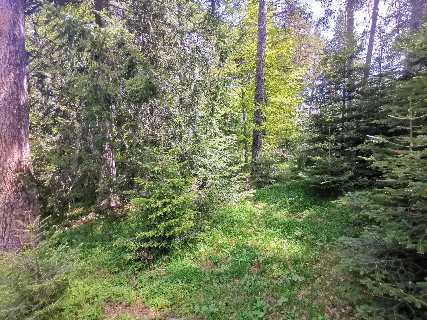 outside, green area