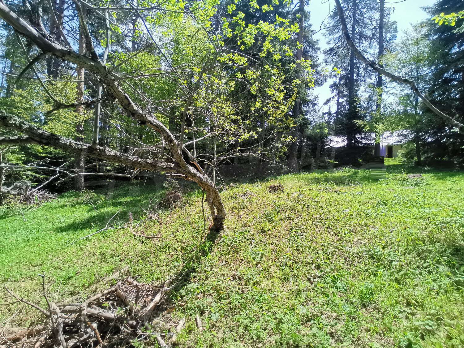 outside, green area, garden