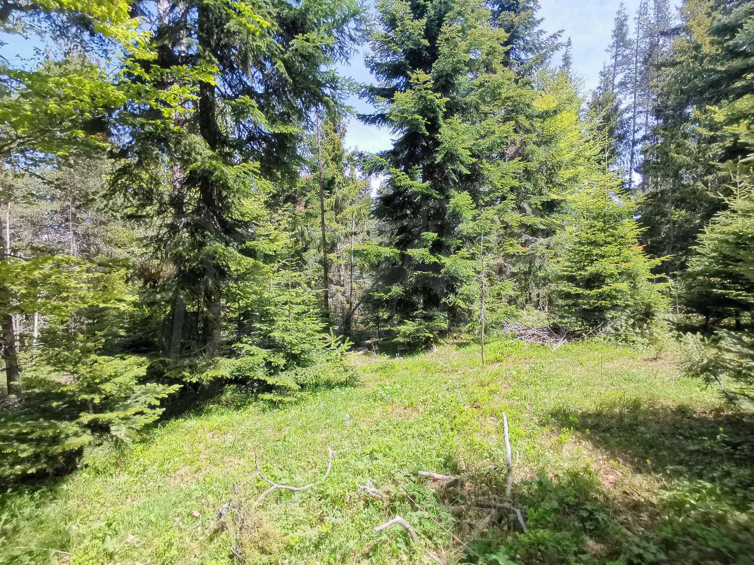 outside, green area