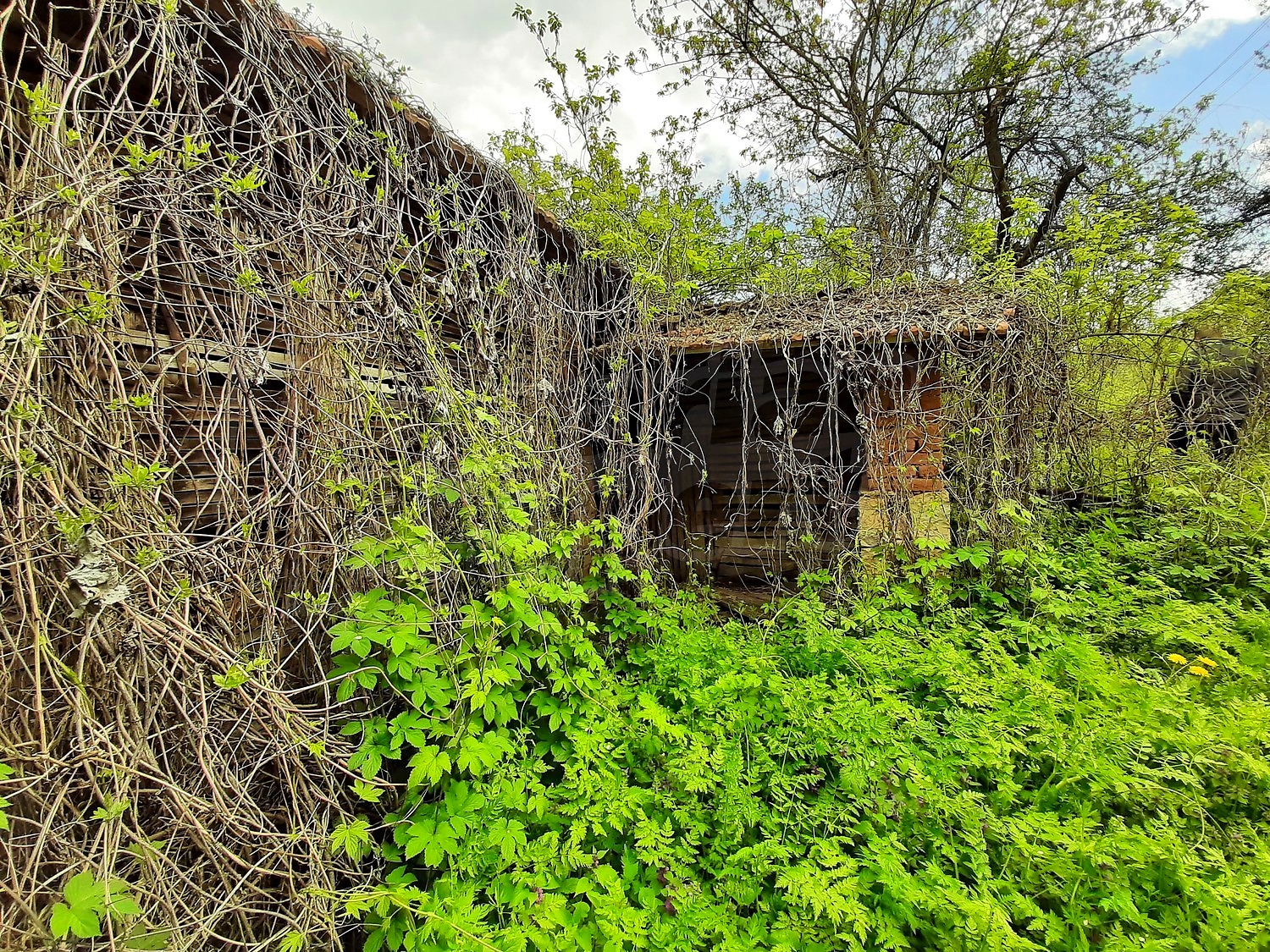 outside, garden