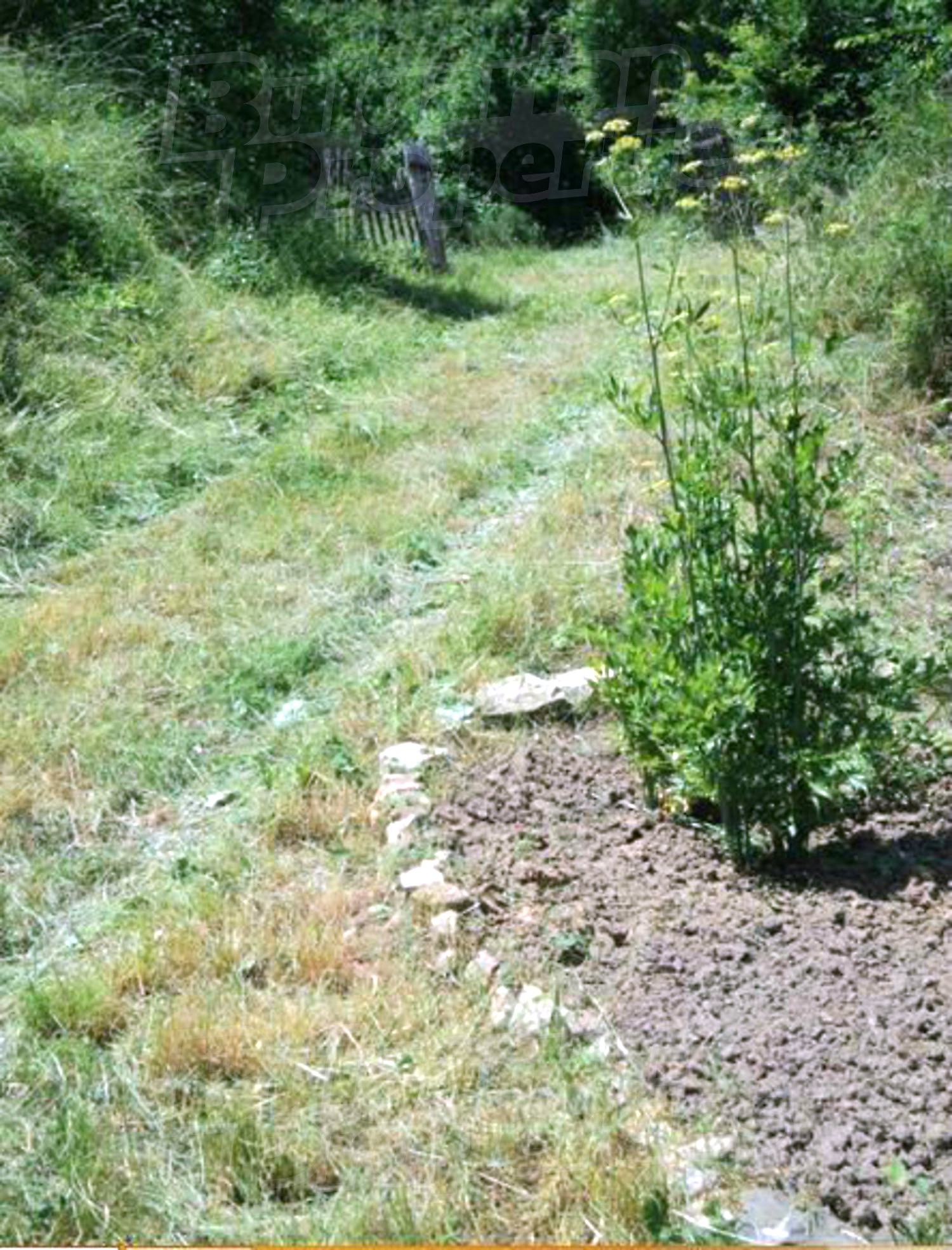 outside, garden, green area