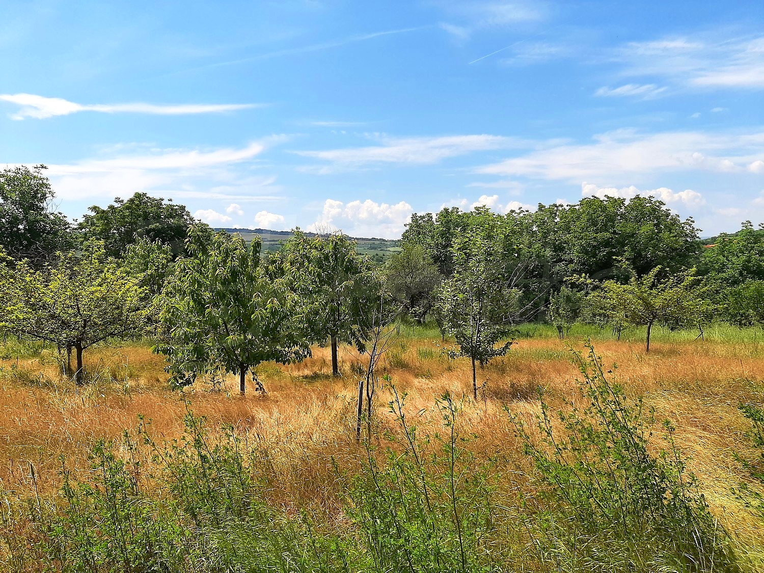outside, green area, garden