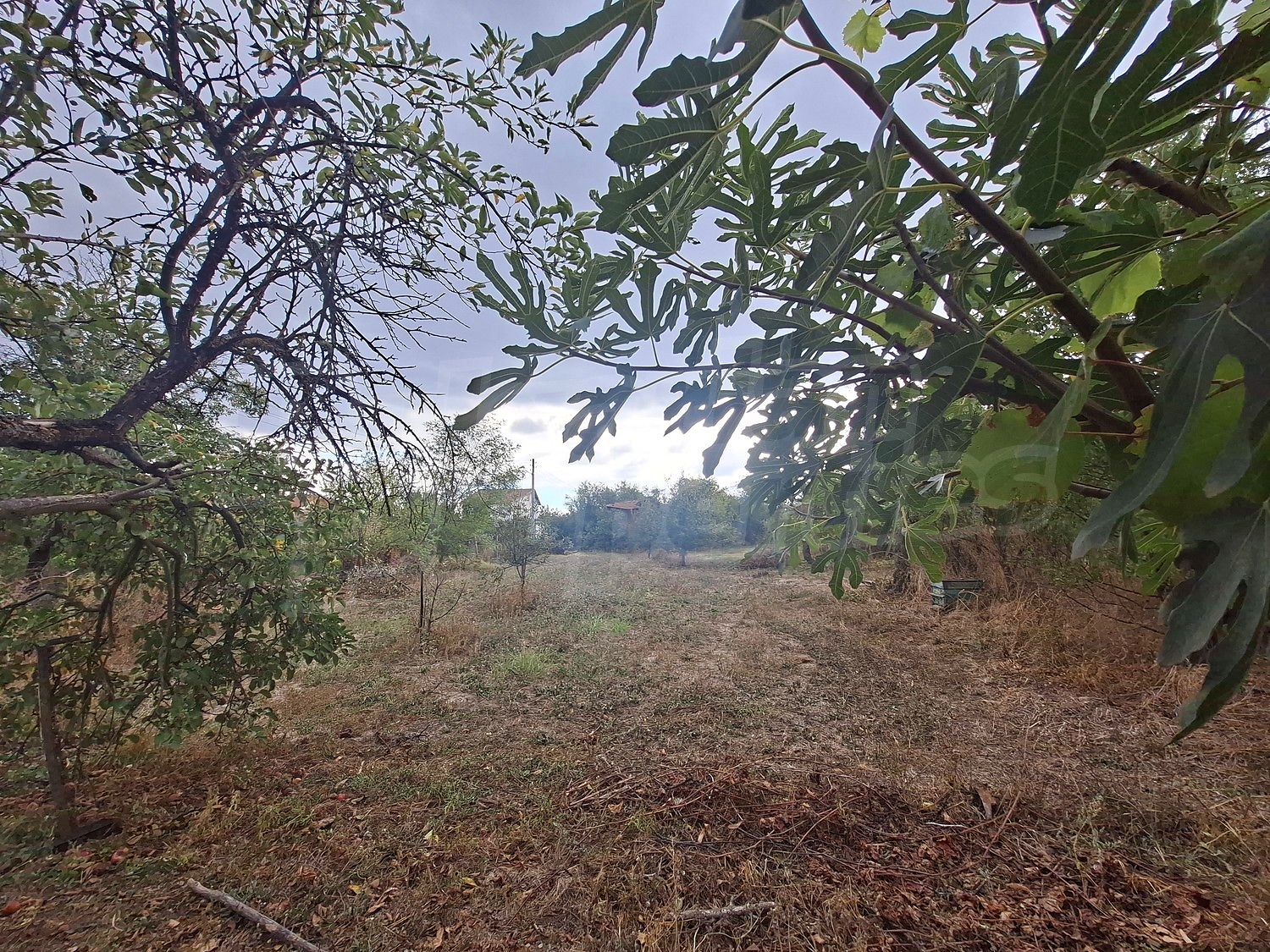 outside, garden, green area