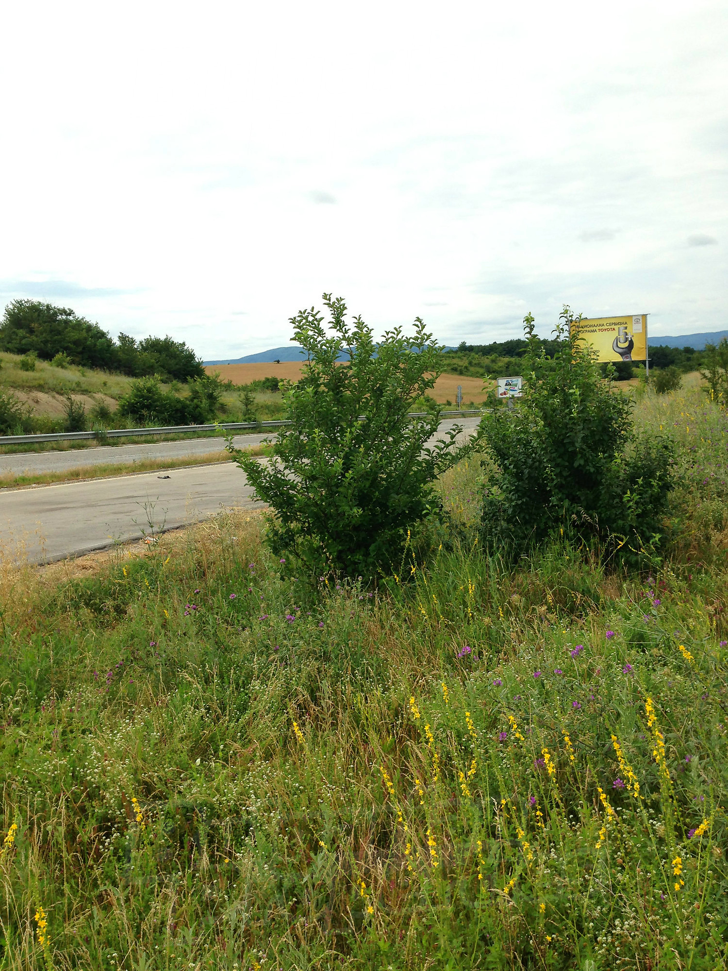 outside, green area
