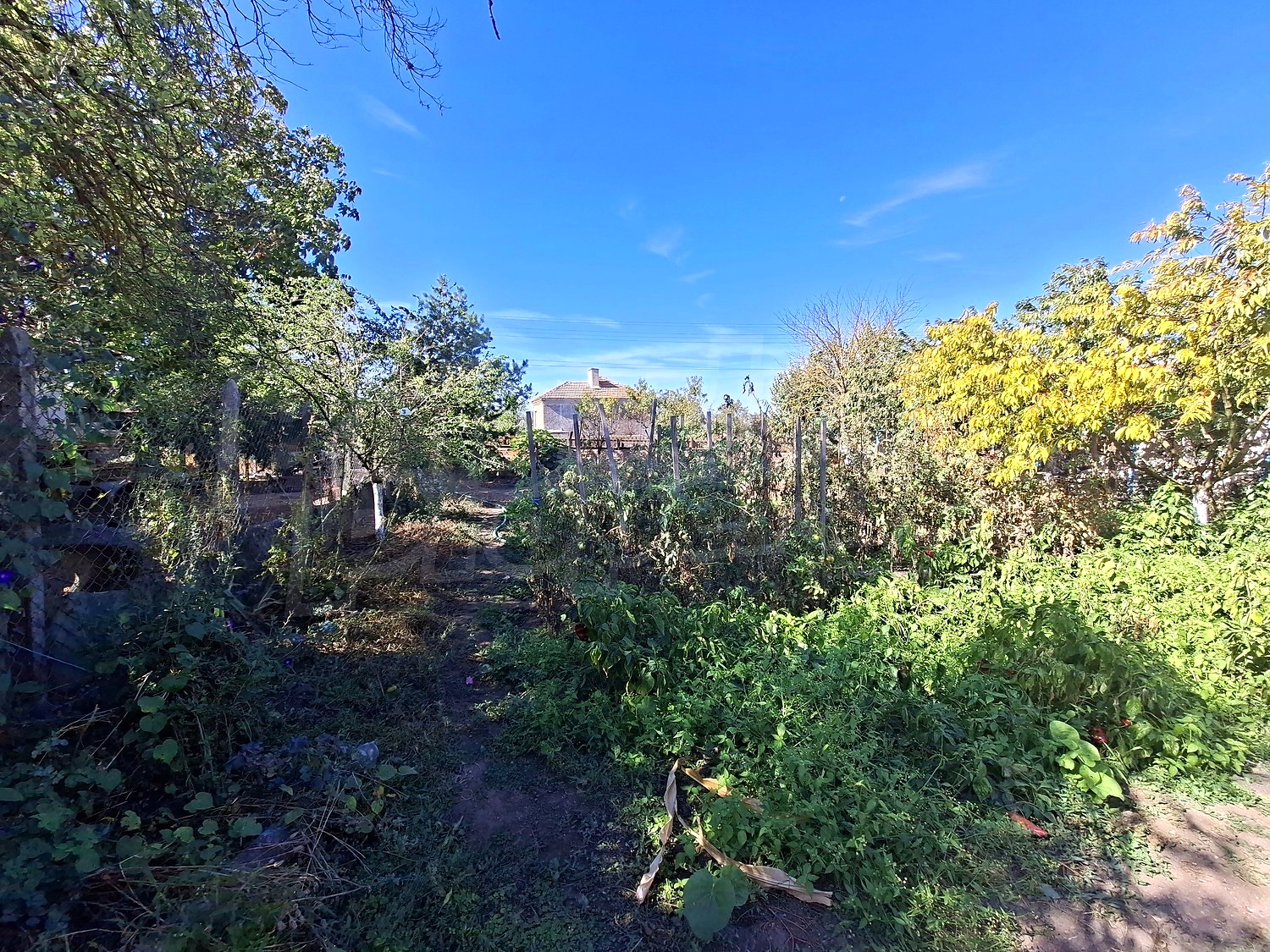 outside, garden