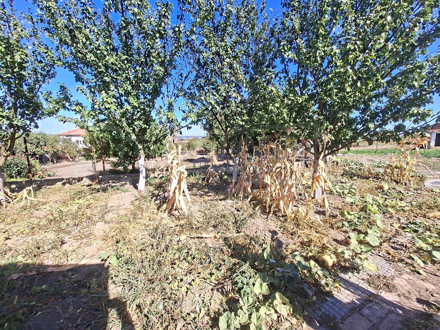 garden, outside, green area