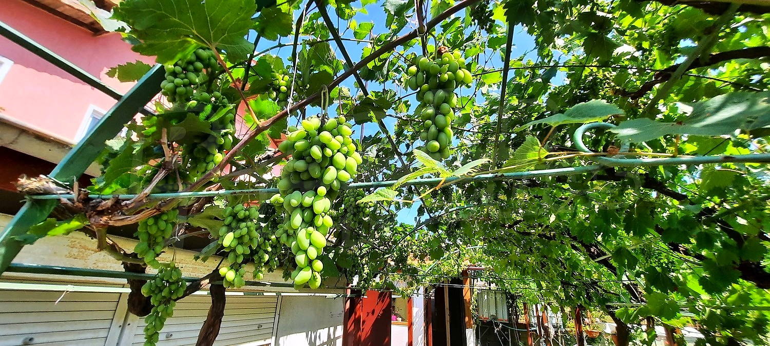 outside, garden