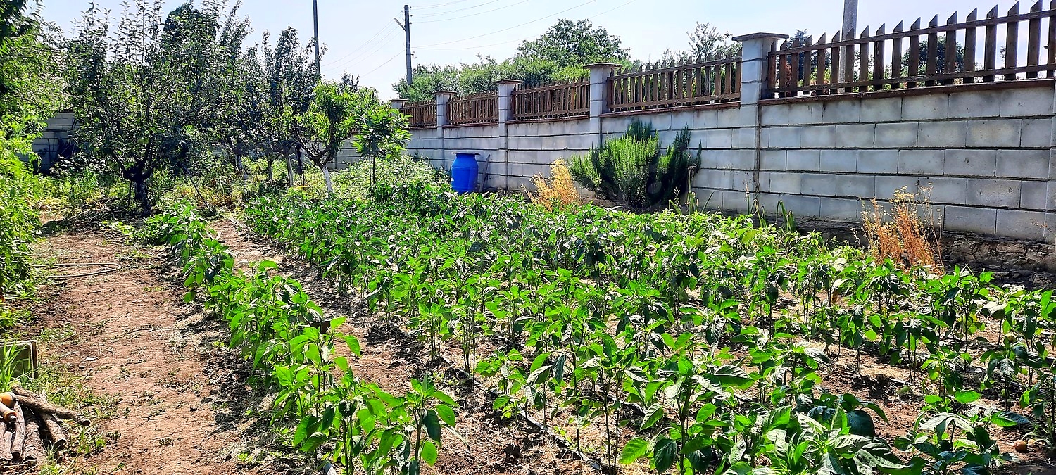 outside, garden
