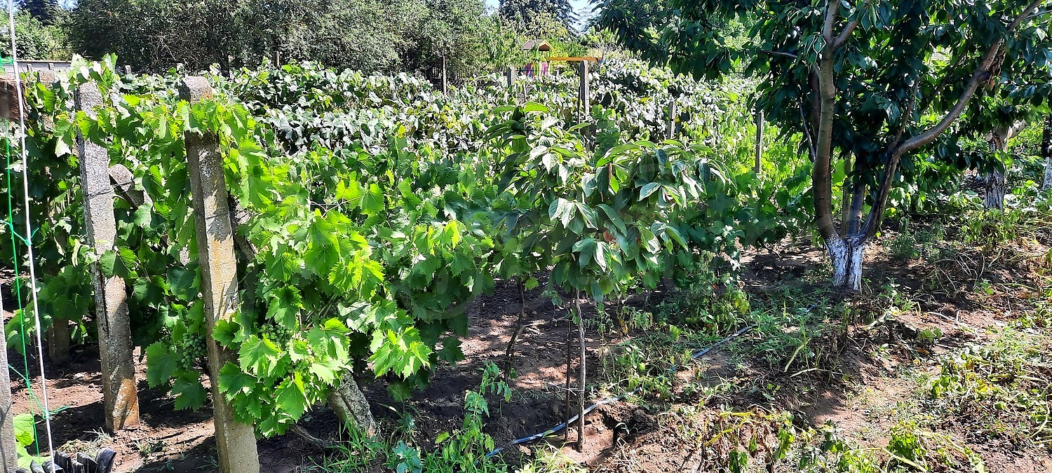 garden, outside, green area