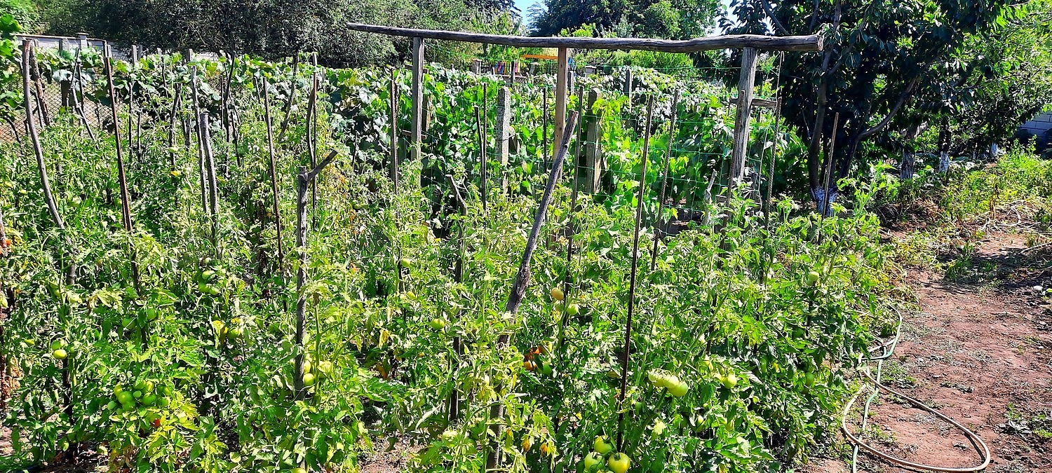 garden, outside, green area