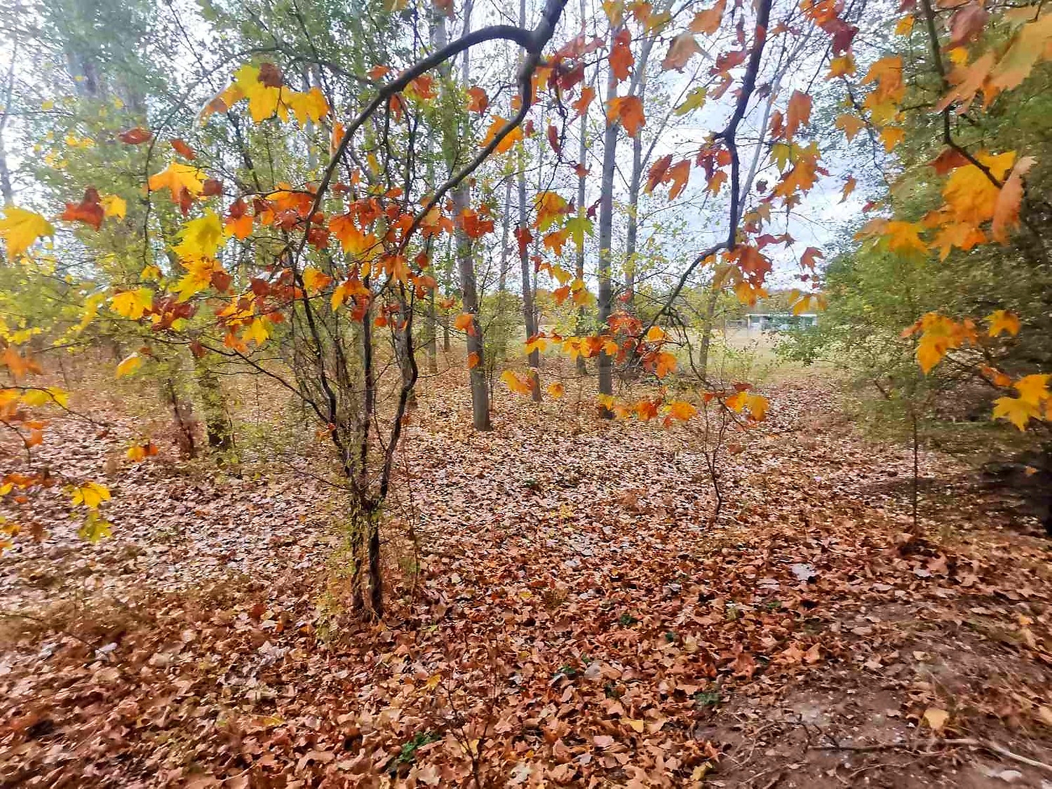outside, green area