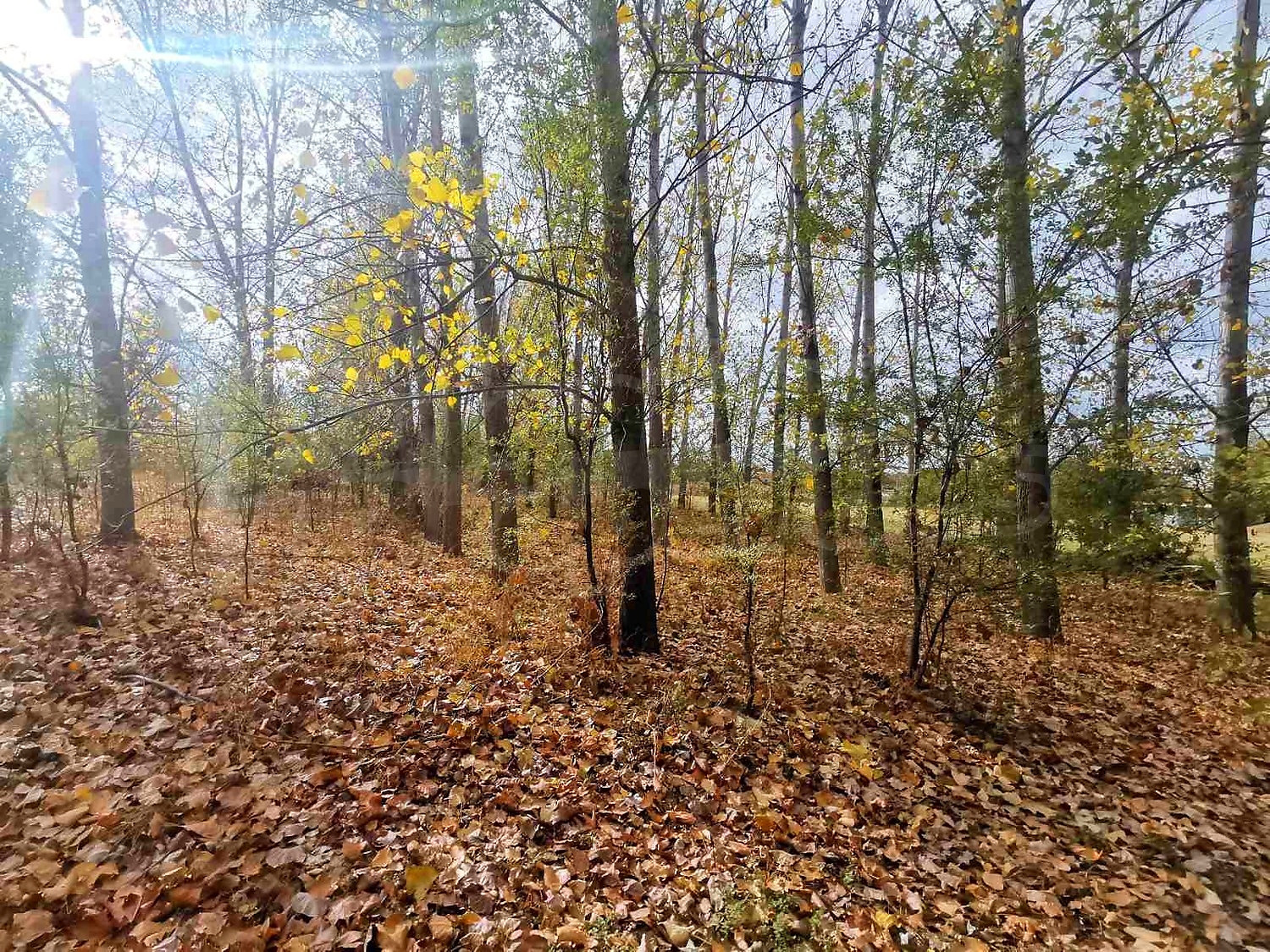 outside, green area