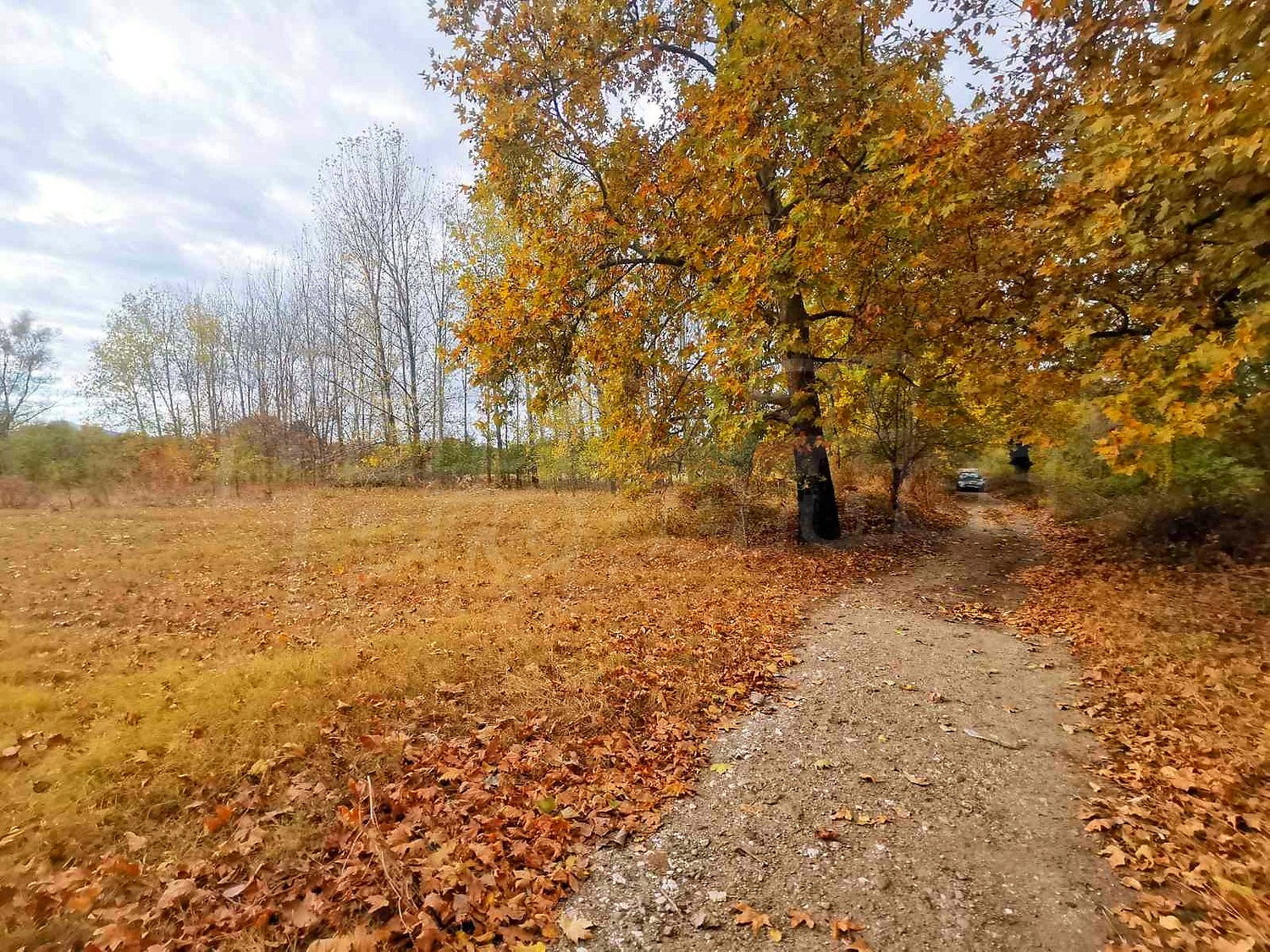 outside, green area