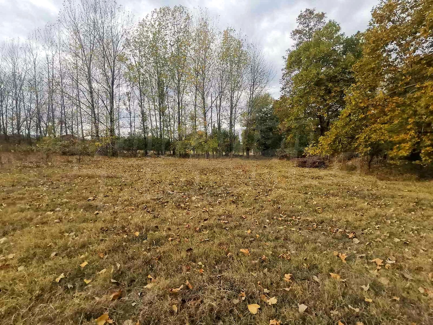 outside, green area
