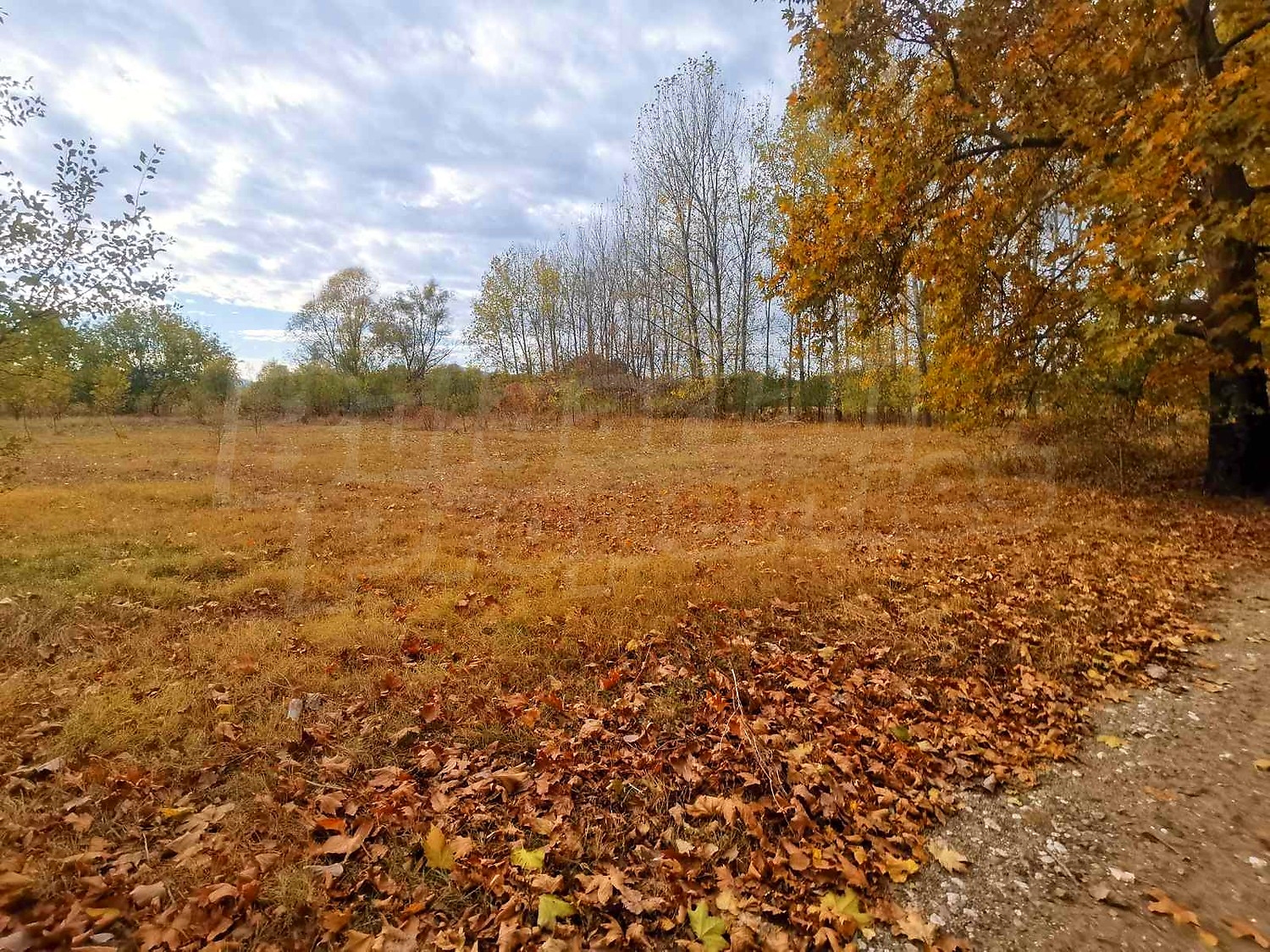 outside, green area