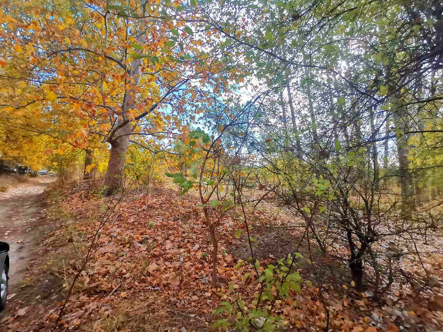 outside, green area
