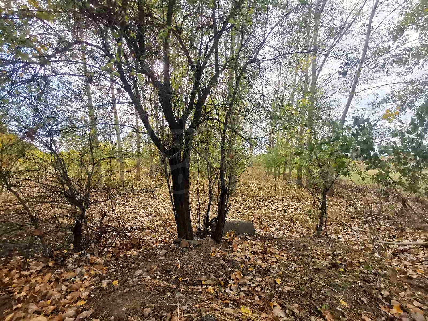 outside, green area