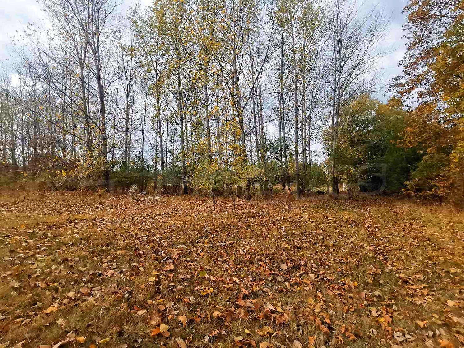 outside, green area