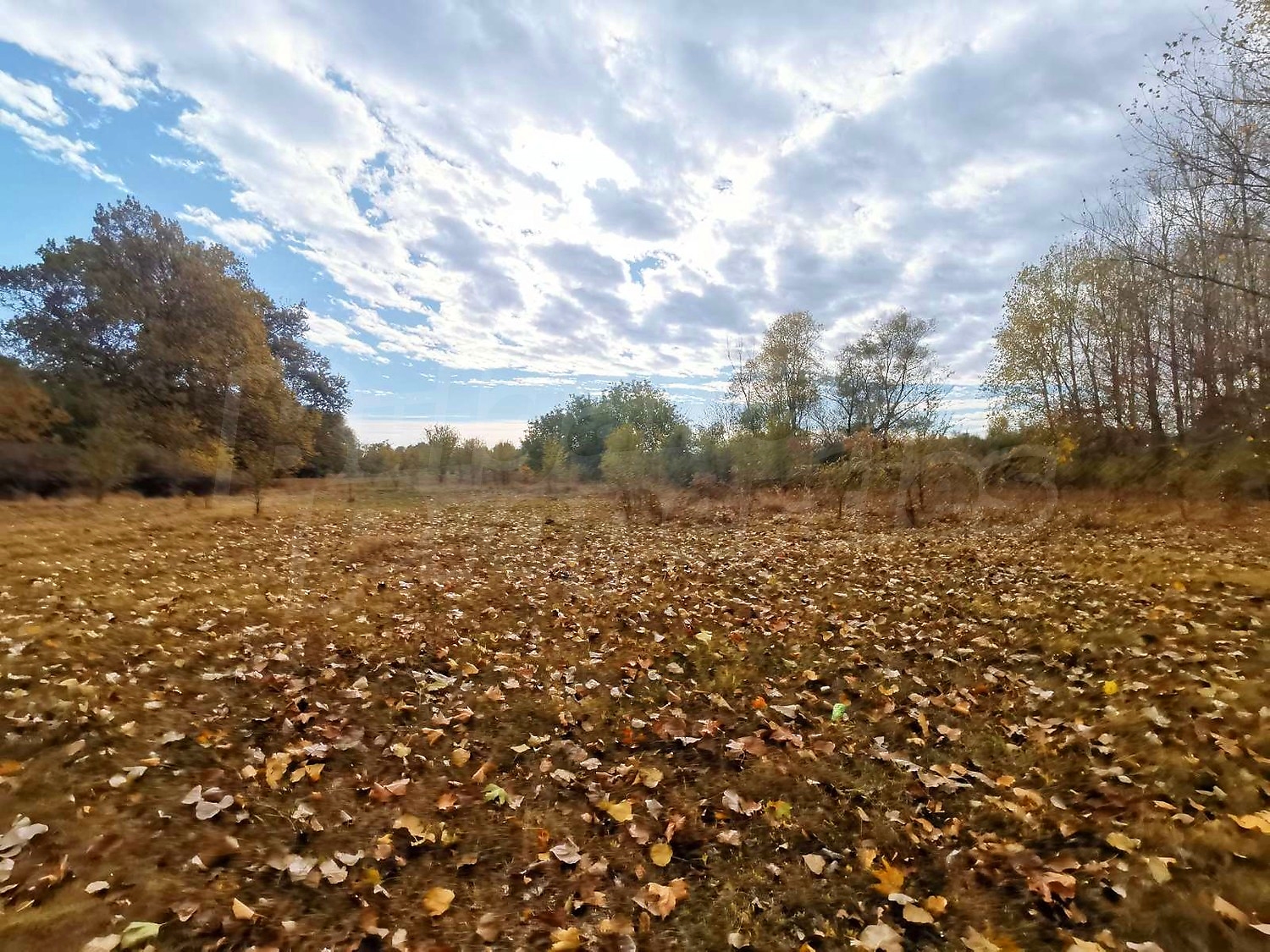 outside, green area