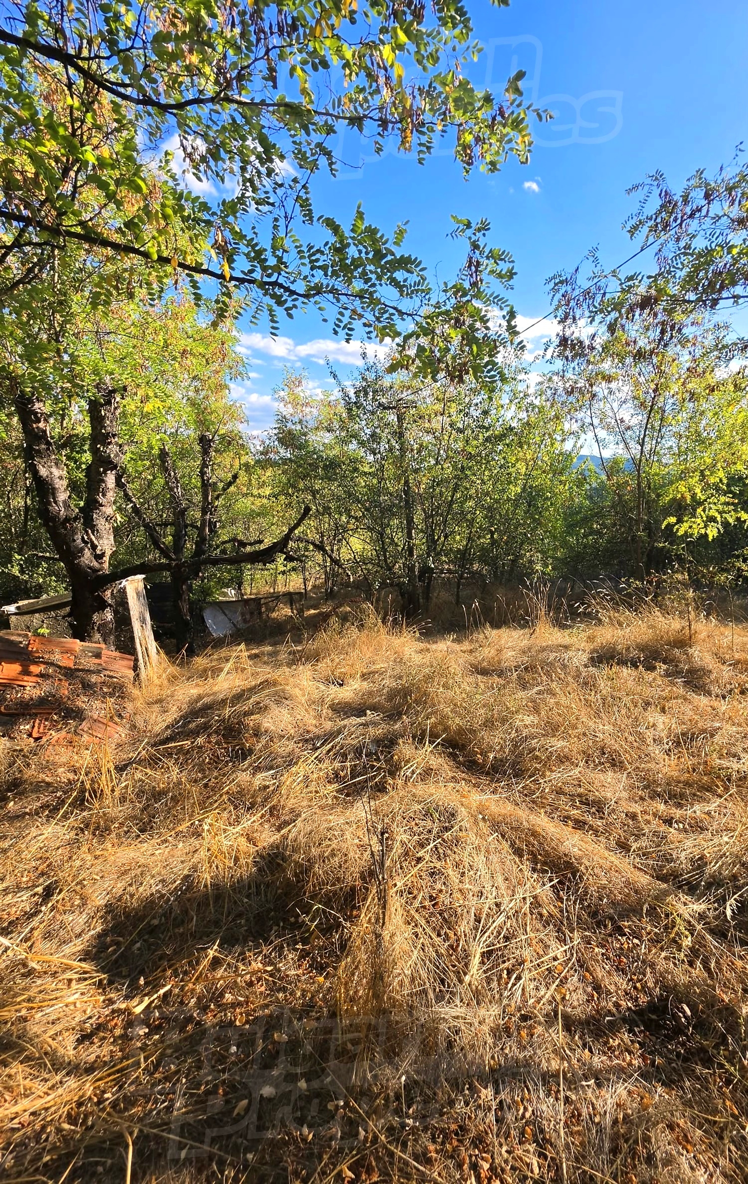 outside, garden, green area
