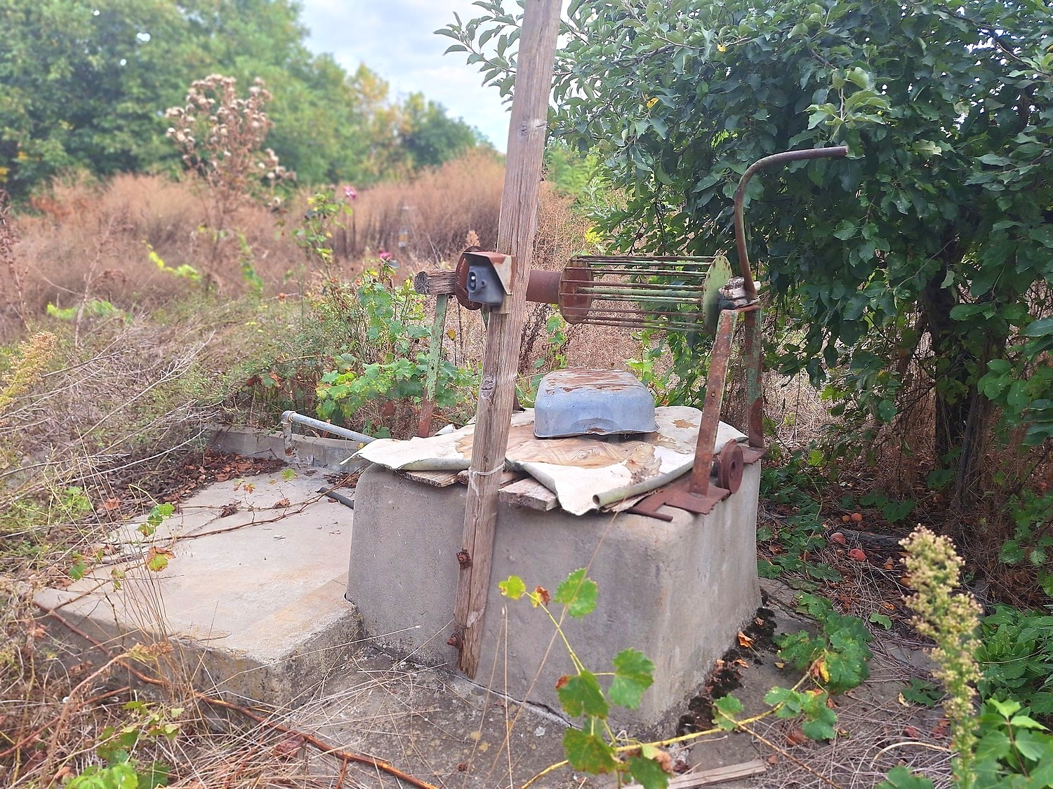 outside, garden, green area