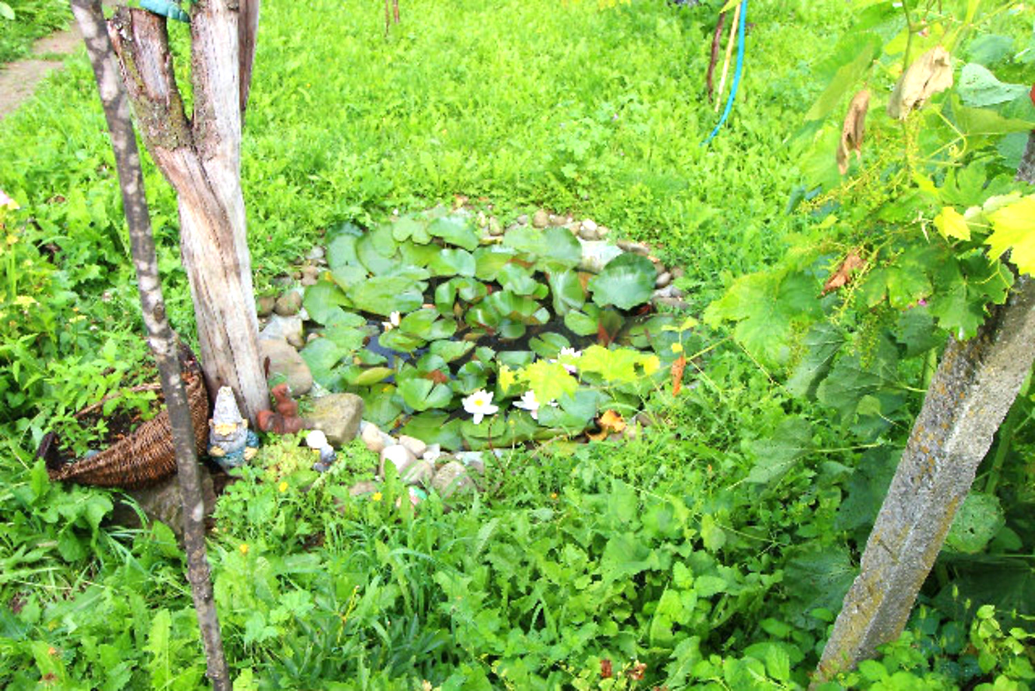 garden, green area