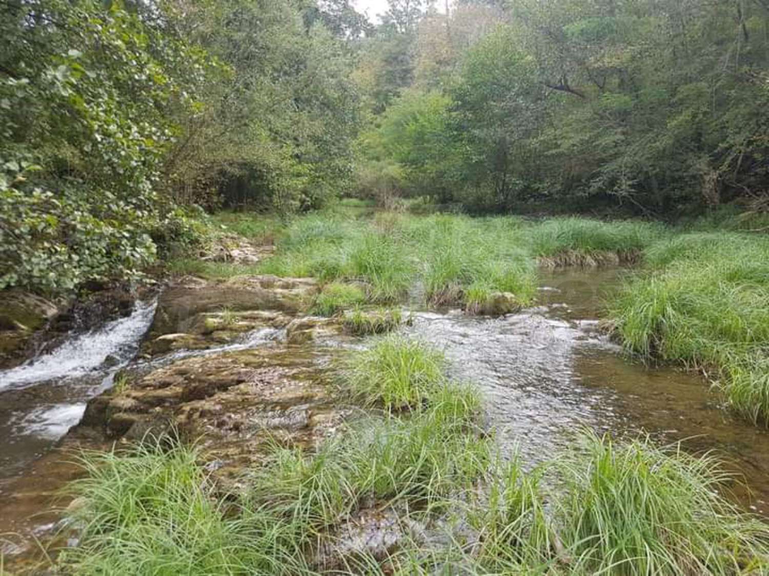 outside, green area