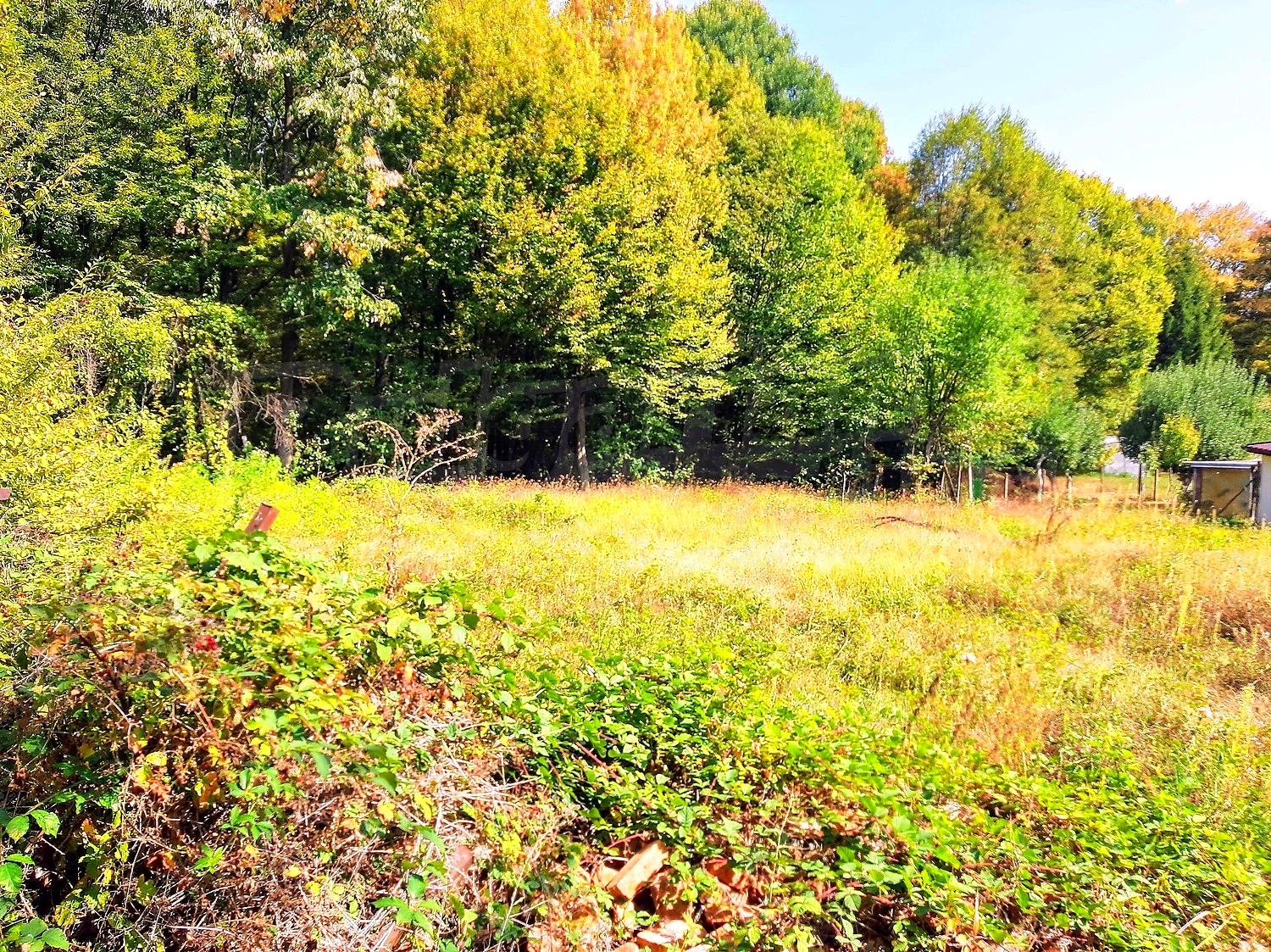 outside, green area, garden