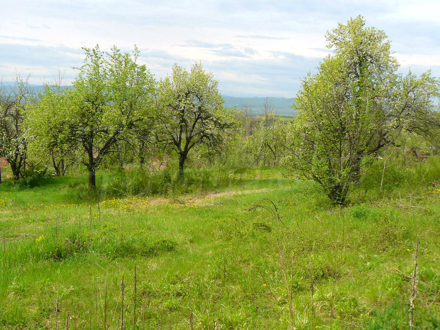 outside, green area