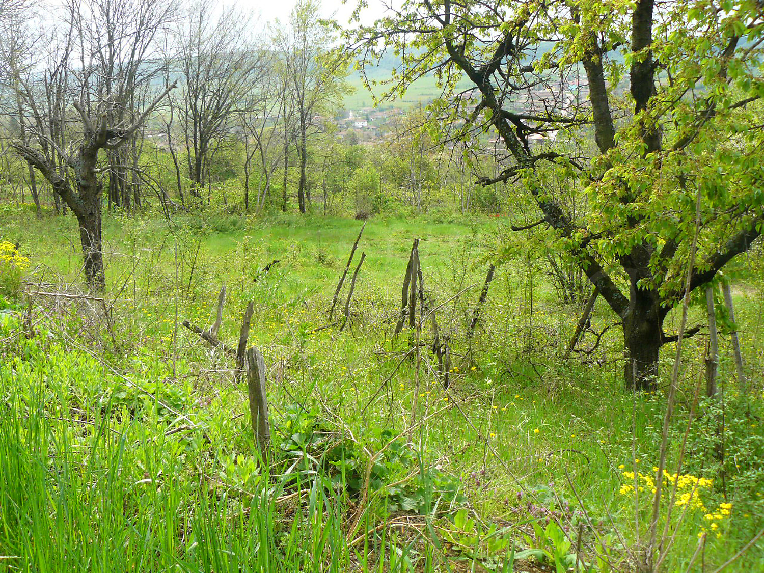 outside, green area