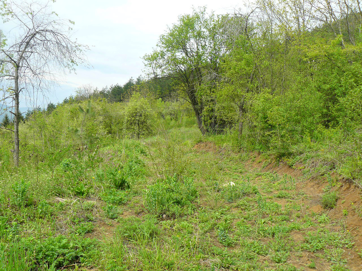 outside, green area