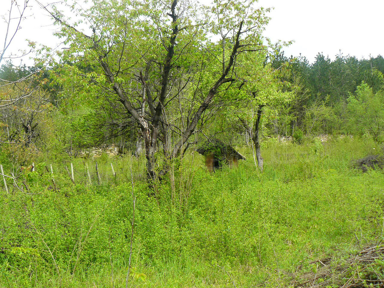 outside, garden, green area