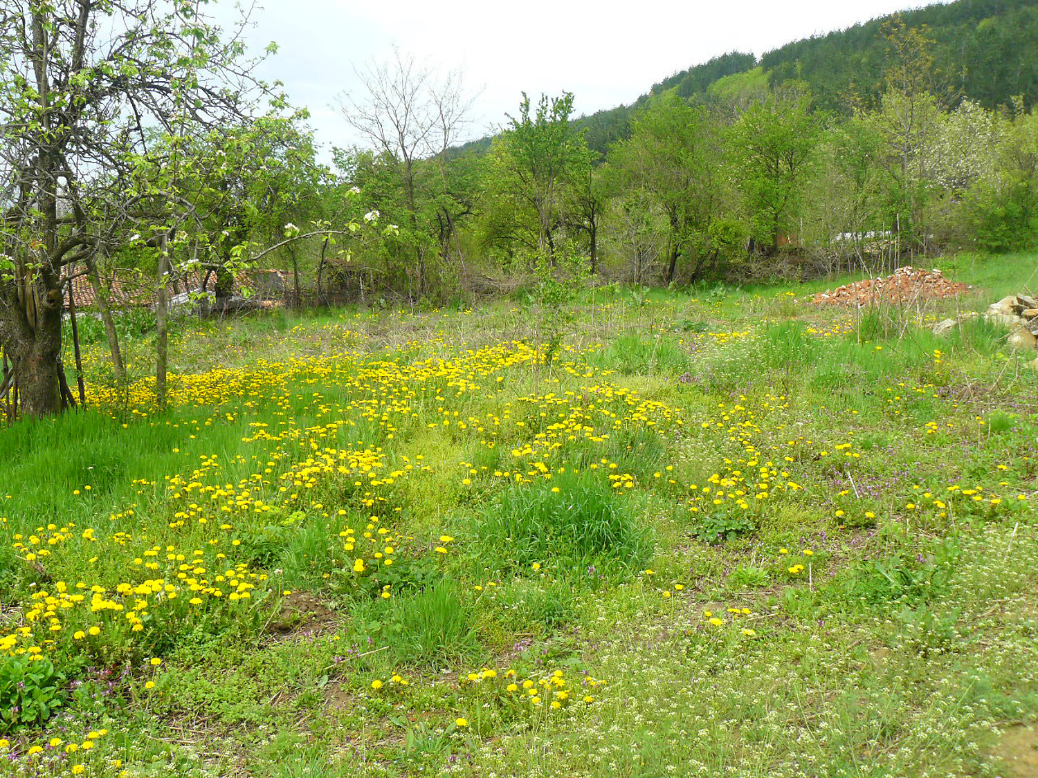 garden, green area