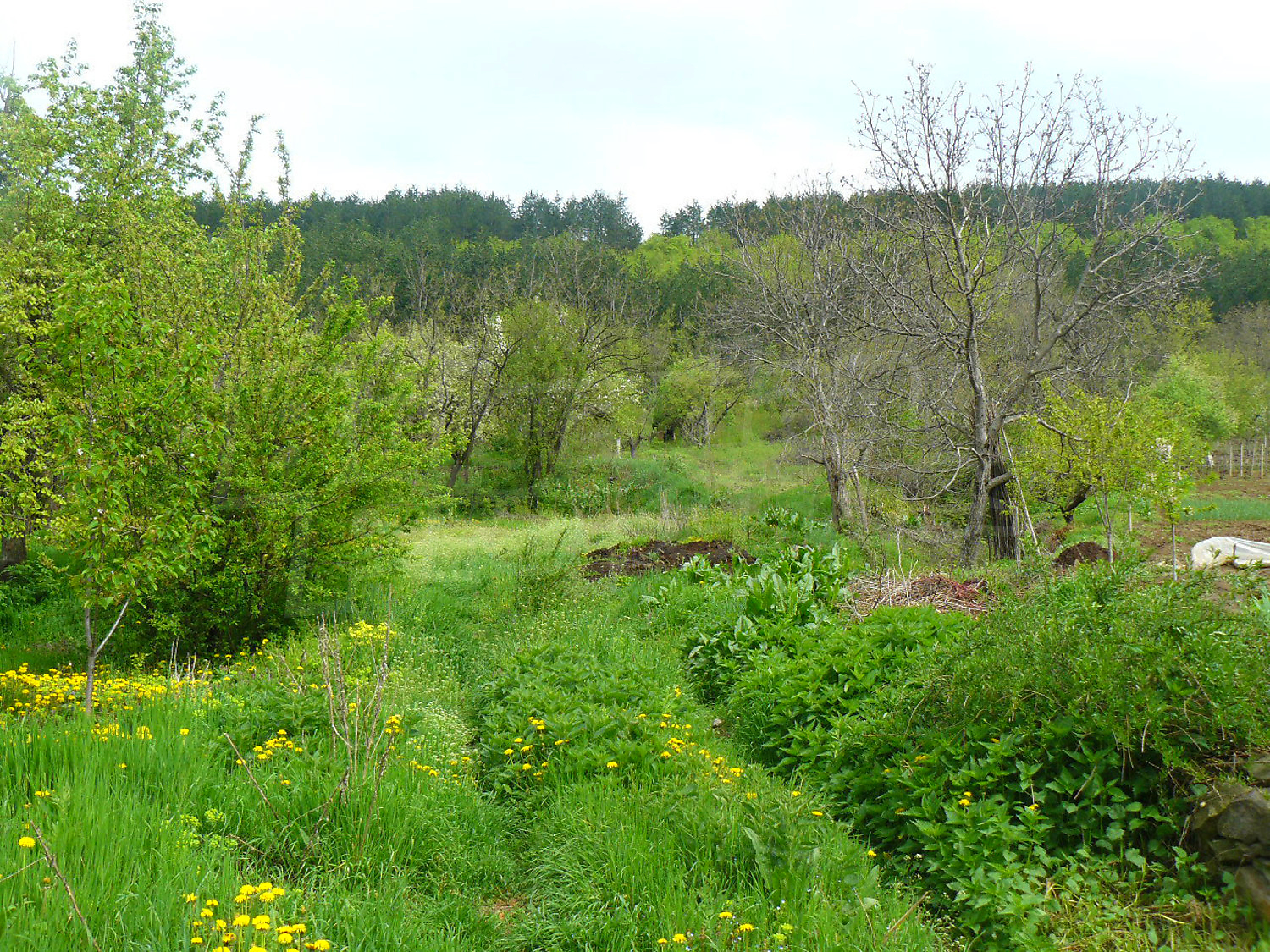 outside, green area, garden