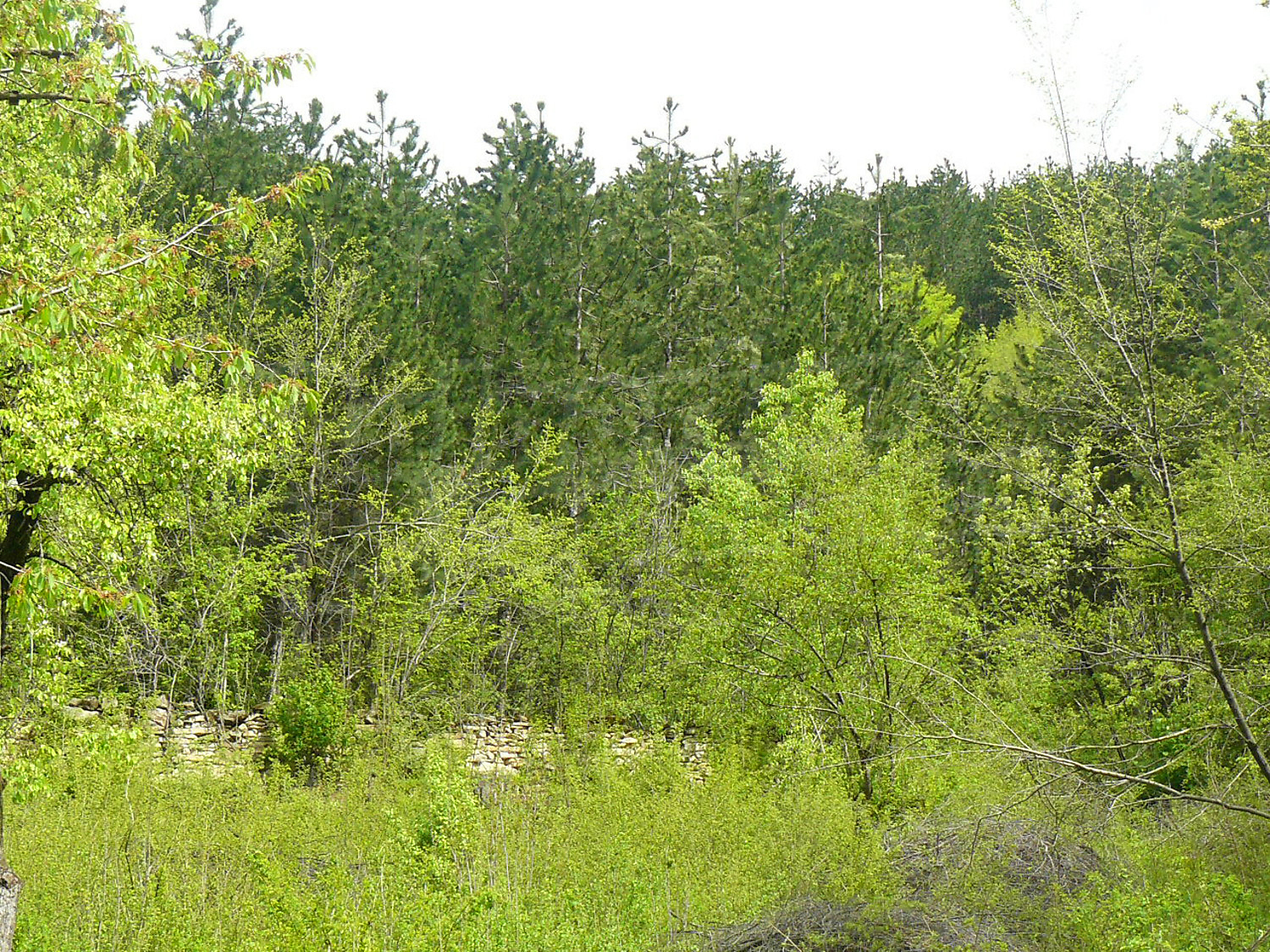 green area, outside