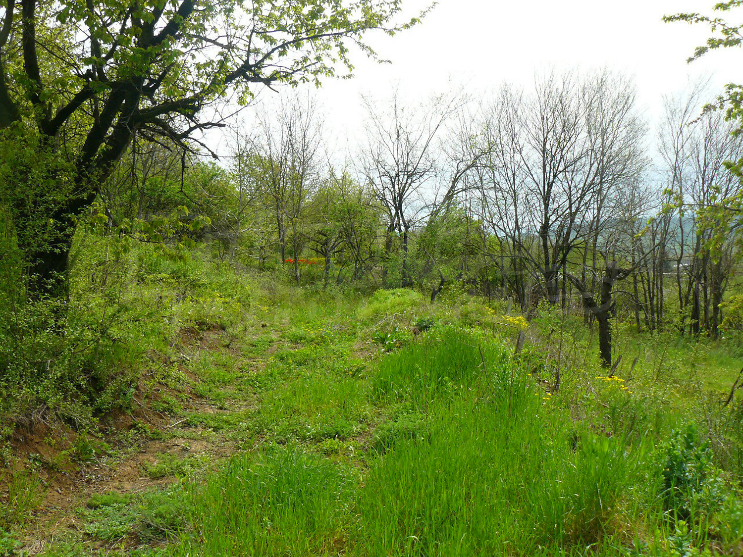 outside, green area