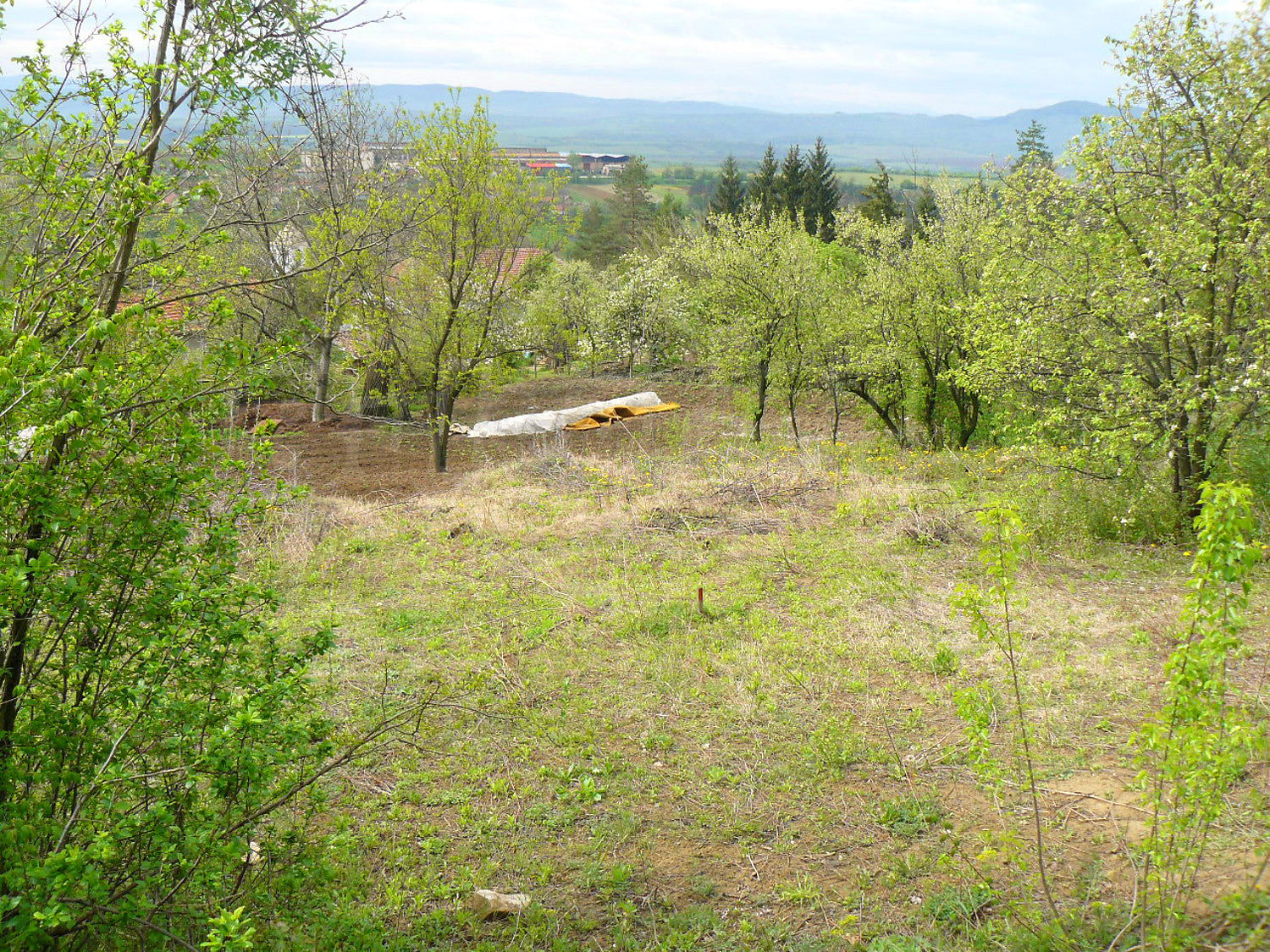 outside, green area